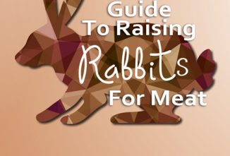 Rabbit Free Guide